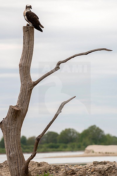 Osprey, Pandion haliaetus, in the Netherlands. stock-image by Agami/Han Bouwmeester,