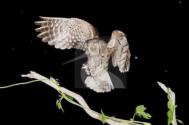 Eurasian Scops Owl (Otus scops) in flight during the night in Italy. stock-image by Agami/Alain Ghignone,