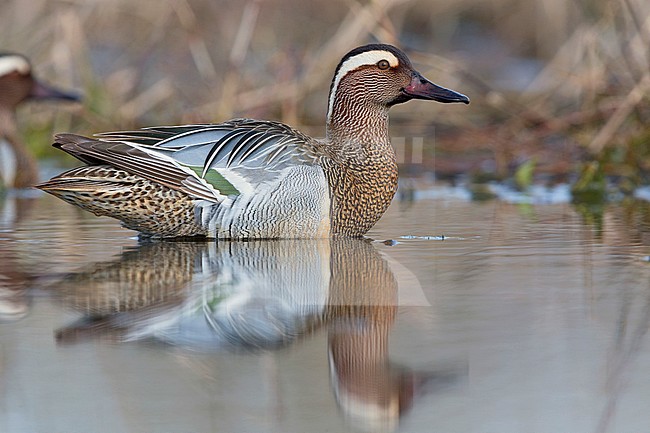 Garganey, Campania, Italy (Anas querquedula) stock-image by Agami/Saverio Gatto,