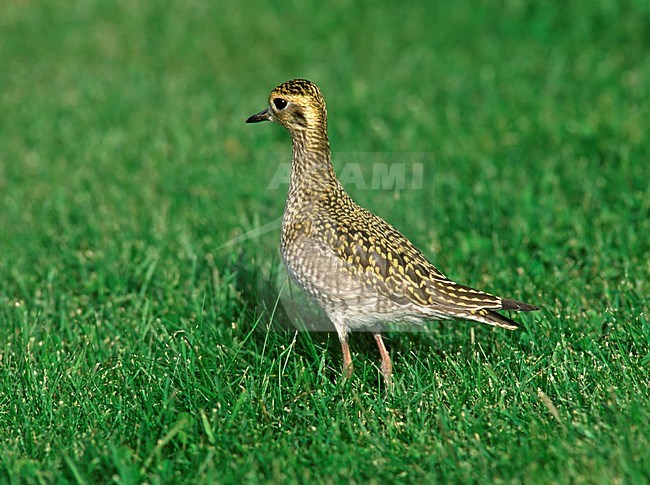 Aziatische Goudplevier in Finland; Vagrant Pacific Golden Plover in Finland stock-image by Agami/Markus Varesvuo,