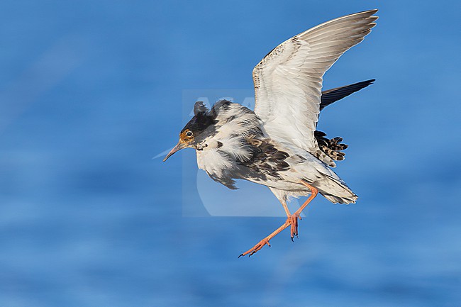 Ruff (Calidris pugnax), side view of an adult male in flight, Finnmark, Norway stock-image by Agami/Saverio Gatto,