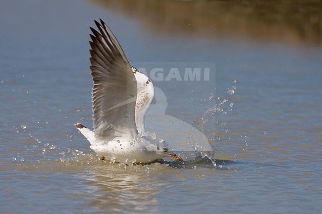 Kokmeeuw onvolwassen duikend in water; Black-headed Gull juvenile diving into water stock-image by Agami/Daniele Occhiato,