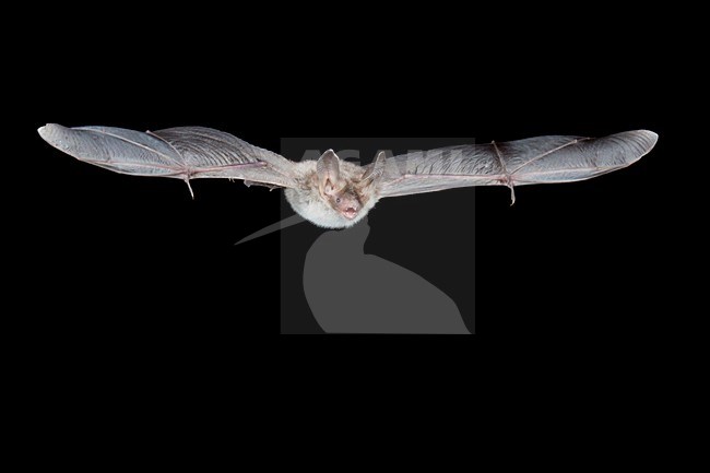 Bechsteins Vleermuis in de vlucht; Bechstein\'s Bat in flight stock-image by Agami/Theo Douma,