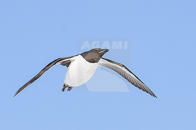  stock-image by Agami/Menno van Duijn,