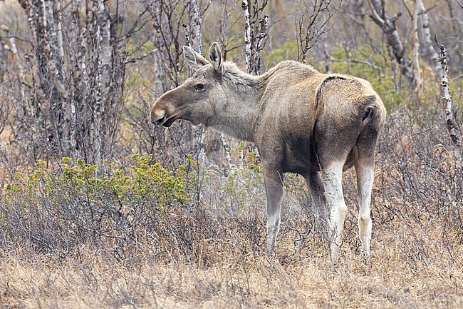 Elk (Alces alces), individual standing on the ground, Lapland, Finland stock-image by Agami/Saverio Gatto,
