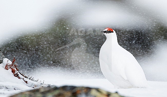 Ptarmigan male (Lagopus mutus) Utsjoki Finland April 2019 stock-image by Agami/Markus Varesvuo,