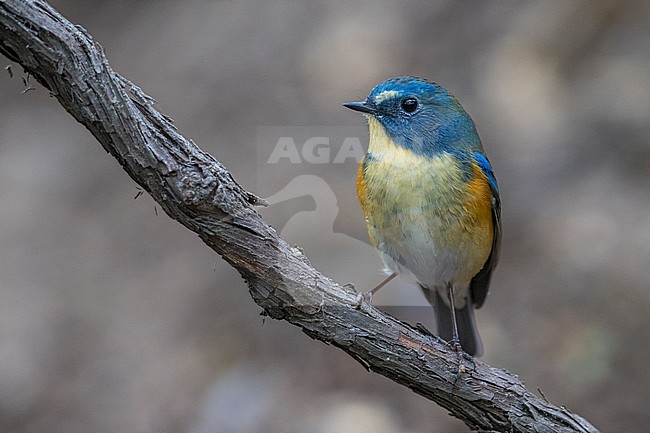 Mannetje Blauwstaart; Male Red-flanked Bluetail stock-image by Agami/Daniele Occhiato,