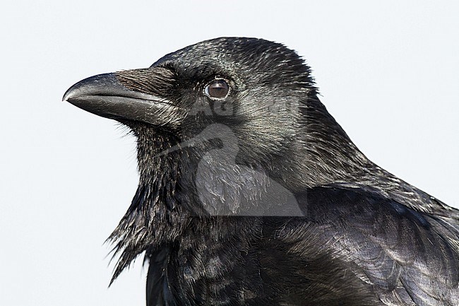 Zwarte Kraai, Carrion Crow, Corvus corone portrait bird calling stock-image by Agami/Menno van Duijn,