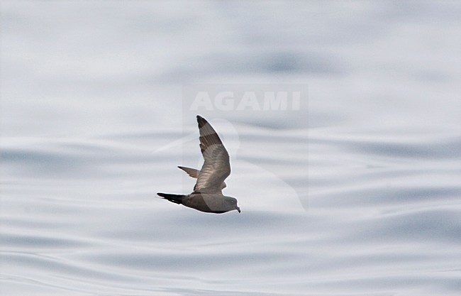 Californisch Stormvogeltje vliegend; Ashy Storm-Petrel flying stock-image by Agami/Marc Guyt,