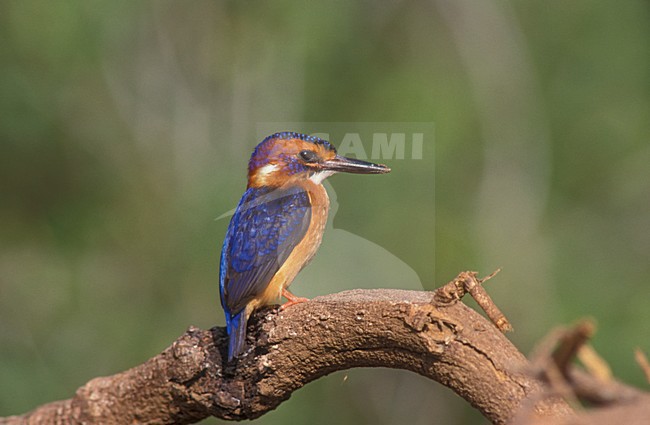 African Pygmy Kingfisher perched; Ceyx pictus stock-image by Agami/Marc Guyt,