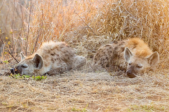 Spotted Hyena (Crocuta crocuta), two cubs sleeping, Mpumalanga, South Africa stock-image by Agami/Saverio Gatto,
