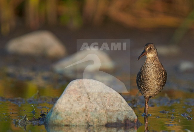 Foeragerende onvolwassen Waterral, Water Rail immature foraging stock-image by Agami/Markus Varesvuo,