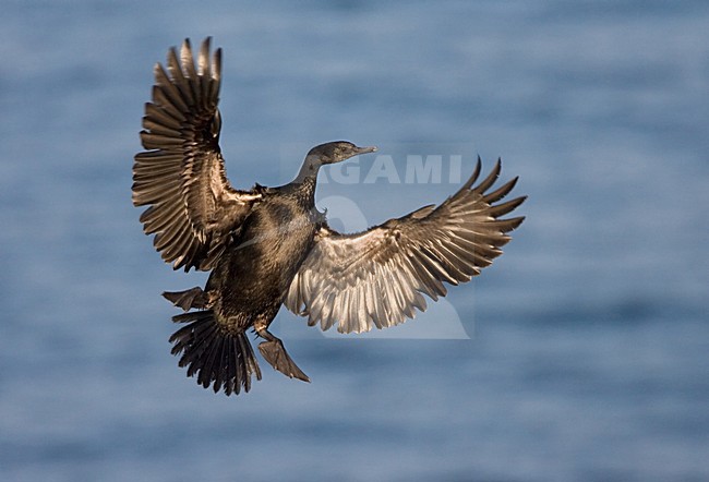 Pelagische Aalscholver tijdens landing; Pelagic Cormorant landing stock-image by Agami/Marc Guyt,