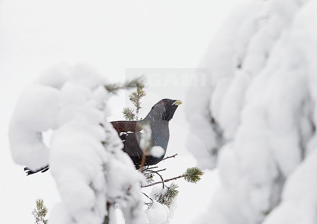 Capercaillie (Tetrao urogallus) Kuusamo Finland January 2013 stock-image by Agami/Markus Varesvuo,
