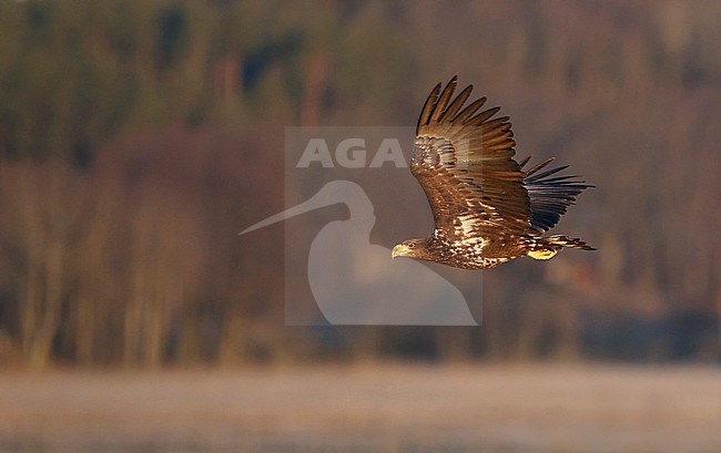 Second-winter White-tailed Eagle (Haliaeetus albicilla) at Halland, Sweden. Seen in flight, seen from the side showing under wing pattern. stock-image by Agami/Helge Sorensen,
