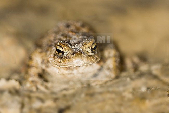 Gewone Pad; Common Toad stock-image by Agami/Theo Douma,