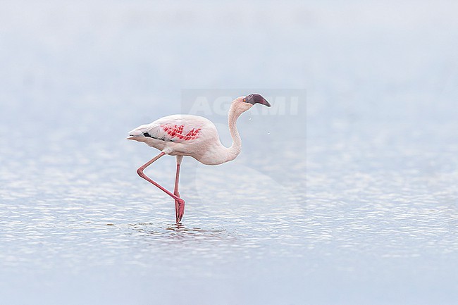 Lesser flamingo (Phoenicopterus minor)  at Lake Oloidien, off Lake Naivasha. stock-image by Agami/David Monticelli,
