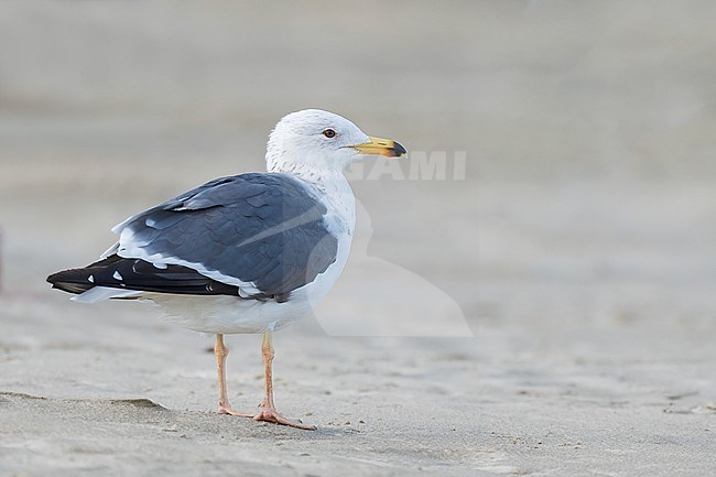 Adult in transition to breeding
Galveston Co., TX
April 2023 stock-image by Agami/Brian E Small,