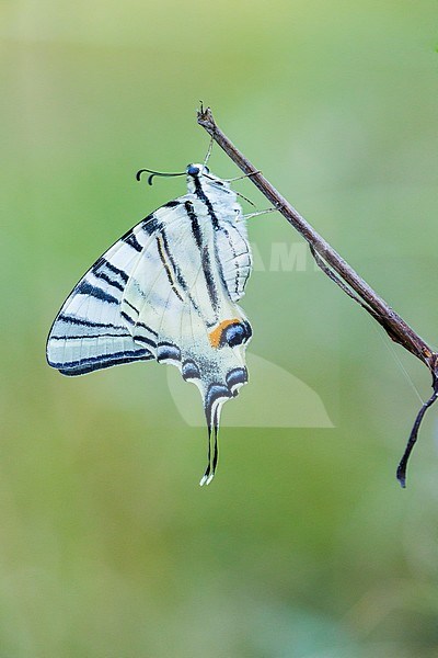 Koningspage, Scarce Swallowtail, Iphiclides podalirius stock-image by Agami/Iolente Navarro,