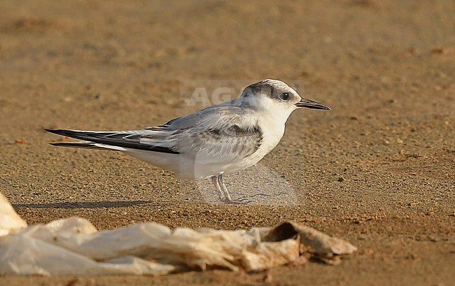 The Saunders's Tern (Sternula saundersi) breeds along the Arabian Peninsula and winters at 'paradise' coral islands in the Indian Ocean. Recently identification is clarified and in hindsight a lot of Little Terns were wrongly identified as Saunders's. stock-image by Agami/Eduard Sangster,