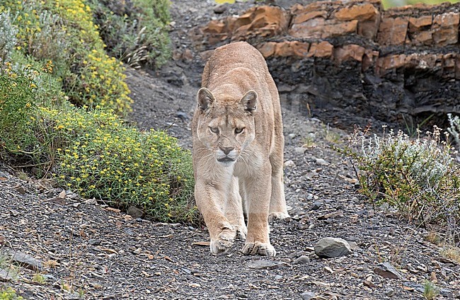 Wild Cougar (Puma concolor concolor) in Torres del Paine national park in Chile. Walking towards the photographer. stock-image by Agami/Dani Lopez-Velasco,