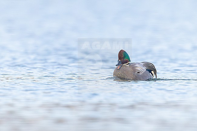 Bronskopeend, Falcated Duck, Mareca falcata stock-image by Agami/Menno van Duijn,