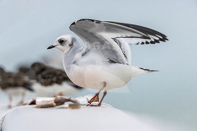 First winter Ross's Gull (Rhodostethia rosea) sitting on Nieuwpoort's pier, West Flanders, Belgium. stock-image by Agami/Vincent Legrand,