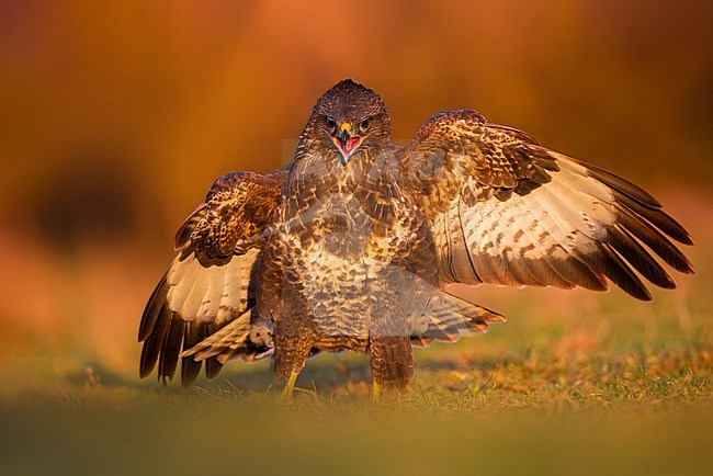 Common Buzzard, Buteo buteo, in Italy. Calling while standing on the ground. stock-image by Agami/Daniele Occhiato,