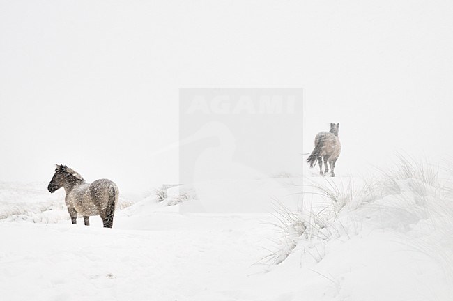  stock-image by Agami/Rob Riemer,