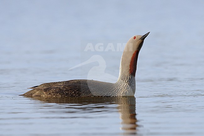 Roodkeelduiker, Red-throated Loon, Gavia stellata stock-image by Agami/Jari Peltomäki,