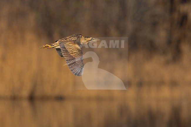 Roerdomp vliegend; Great Bittern flying stock-image by Agami/Daniele Occhiato,