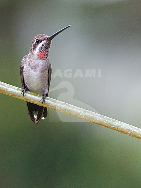 Vonkkeelkolibrie zittend op takje, Plain-capped Starthroat perched on a branch stock-image by Agami/Alex Vargas,