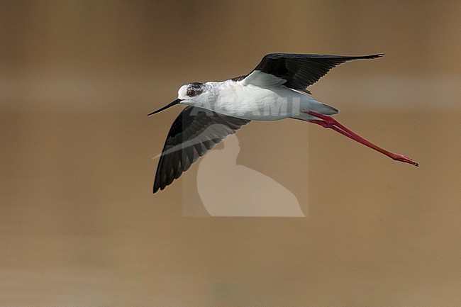 Steltkluut; Black-winged Stilt stock-image by Agami/Daniele Occhiato,