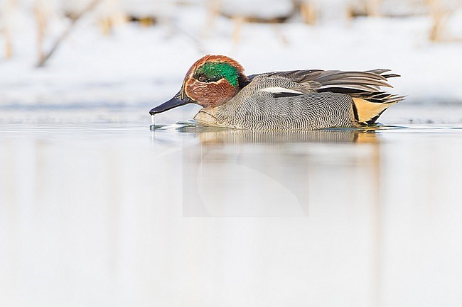 Eurasian Teal, Anas crecca male foraging in patly ice covered pond stock-image by Agami/Menno van Duijn,