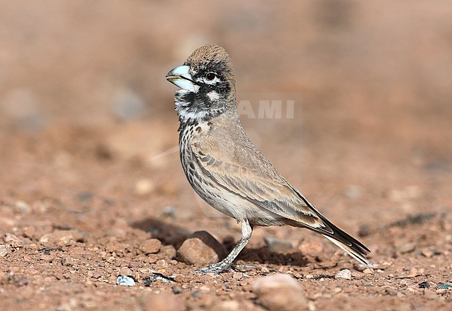 Thick-billed Lark  Ramphocoris clotbey taken the 21/03/2022 at Boumalne Dadès - Morroco stock-image by Agami/Aurélien Audevard,