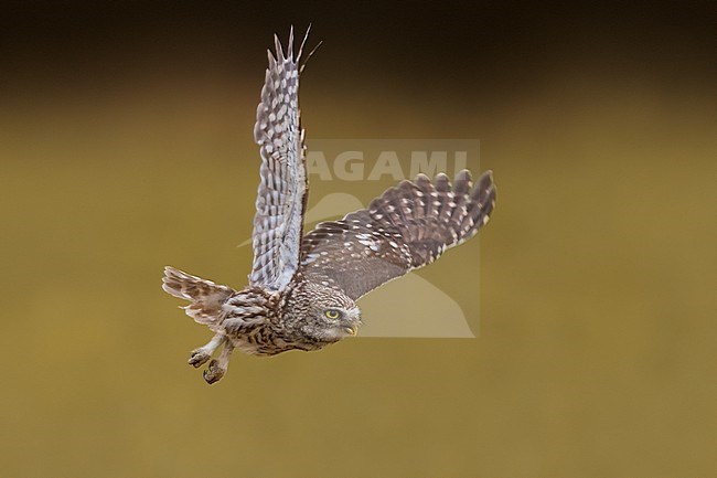 Little Owl (Athene noctua) in Italy. stock-image by Agami/Daniele Occhiato,