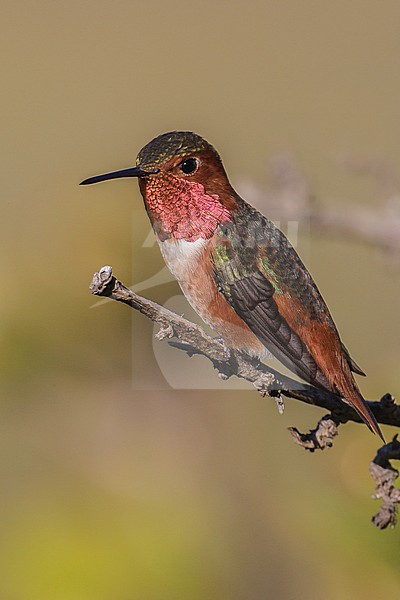 Adult male
Los Angeles Co., CA
January 2013 stock-image by Agami/Brian E Small,