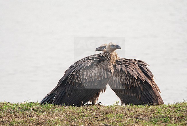 Two immature Himalayan Griffon Vultures (Gyps himalayensis) standing on the shore of a lake in the plains below the Himalayas. stock-image by Agami/Marc Guyt,
