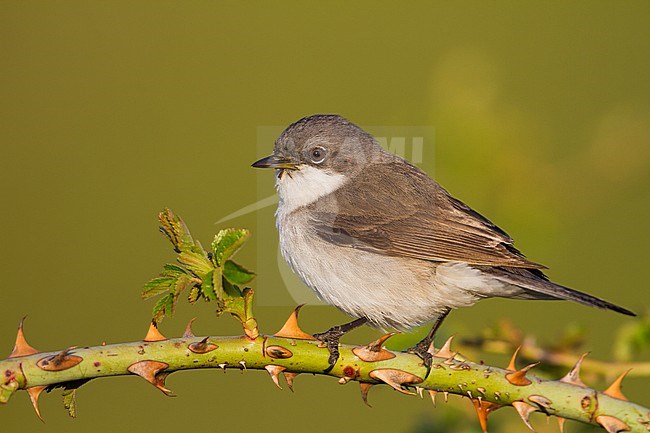 Lesser Whitethroat, Braamsluiper stock-image by Agami/Ralph Martin,