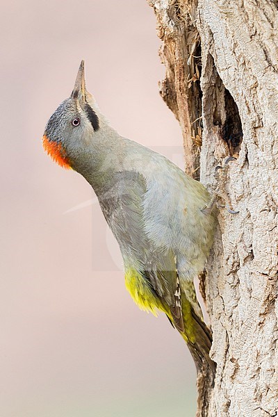 Levaillant's Woodpecker (Picus vaillantii), adult female at the entrance of an old nest stock-image by Agami/Saverio Gatto,