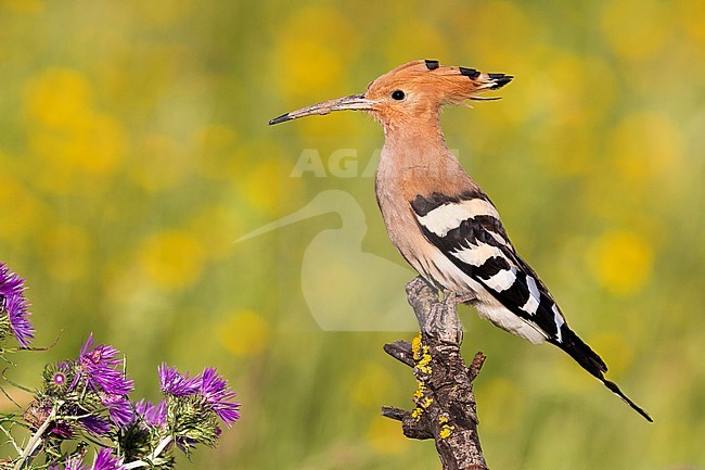 Eurasian Hoopoe (Upupa epops), side view of an adult perched on a branch, Campania, Italy stock-image by Agami/Saverio Gatto,