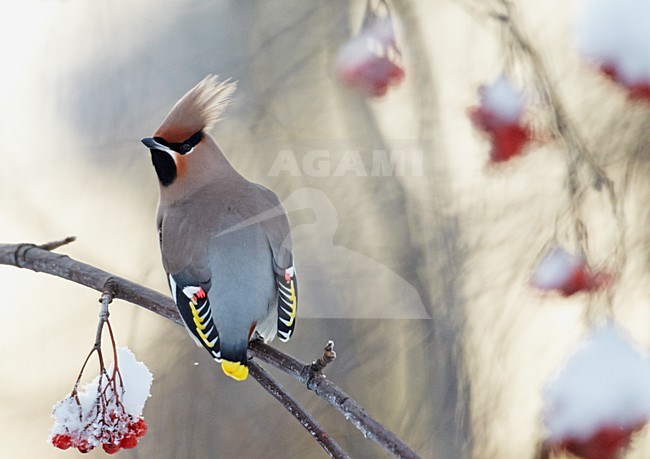 Pestvogel zittend op tak in de winter; Bohemian Waxwing perched on a branch in winter stock-image by Agami/Markus Varesvuo,