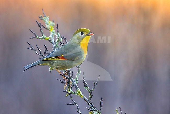 Introduced Red-billed Leiothrix (Leiothrix lutea) in Italy. stock-image by Agami/Daniele Occhiato,