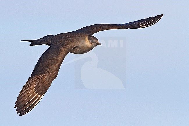 Parasitic Jaeger (Stercorarius parasiticus) flying in Churchill, Manitoba, Canada. stock-image by Agami/Glenn Bartley,