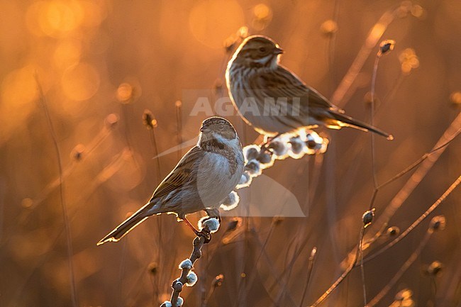Wintering Common Reed Buntings (Emberiza schoeniclus) perched on a small twig in a rural field in Italy. Photographed with backlight. stock-image by Agami/Daniele Occhiato,