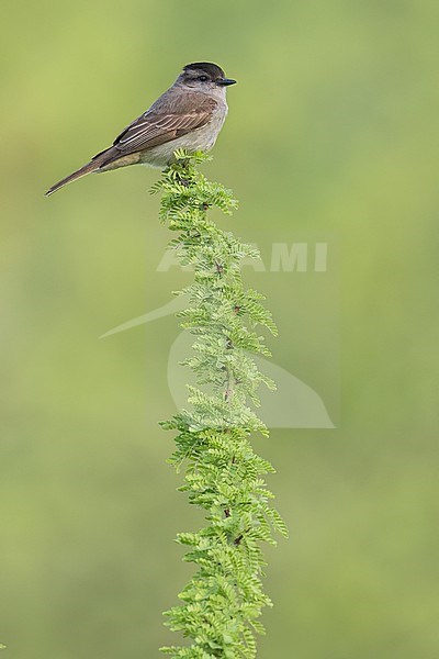 Crowned Slaty Flycatcher (Empidonomus aurantioatrocristatus) Perched on a branch in Argentina stock-image by Agami/Dubi Shapiro,