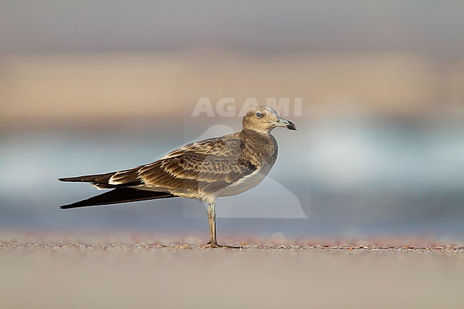 Sooty Gull - Hemprichmöwe - Larus hemprichii, Oman, 1st cy stock-image by Agami/Ralph Martin,