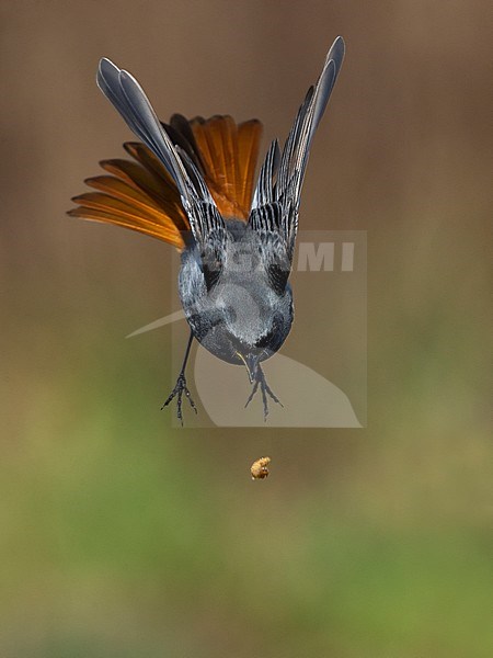 Zwarte Roodstaart, Black Redstart stock-image by Agami/Daniele Occhiato,