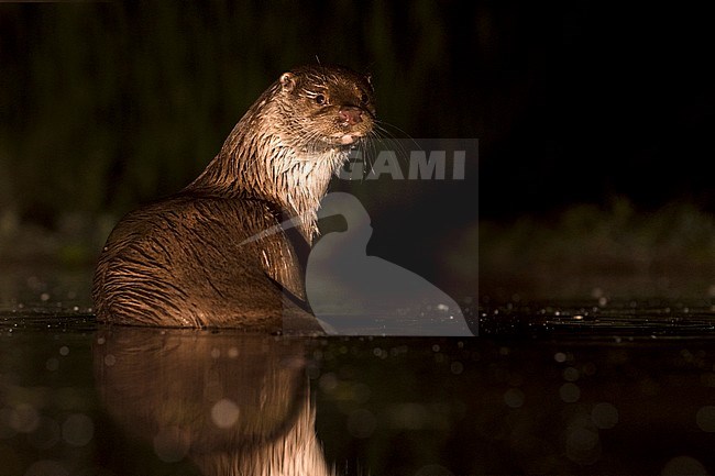 European Otter (Lutra Lutra) forging at night stock-image by Agami/Alain Ghignone,