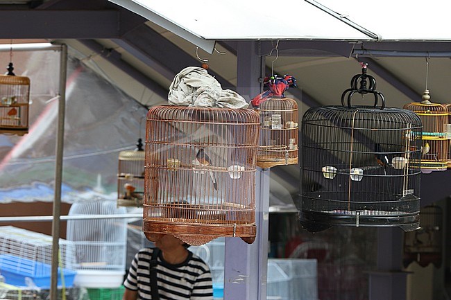 Pet bird shops full with illegal caught White-rumped Shama in Singapore. stock-image by Agami/James Eaton,
